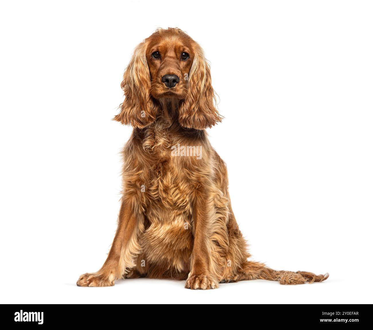 King cocker spaniel Cut Out Stock Images & Pictures - Alamy