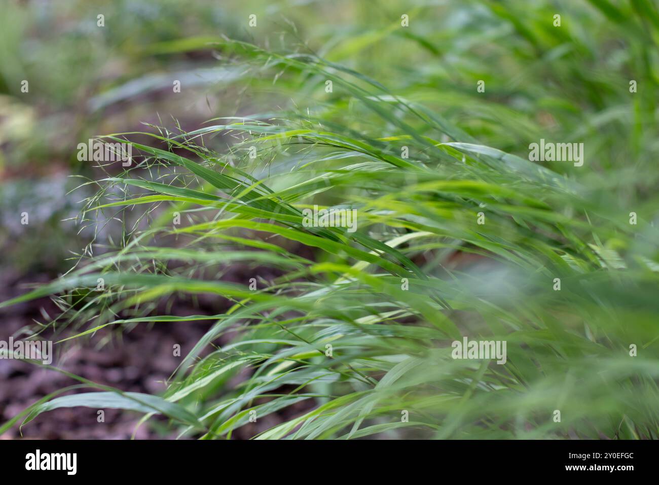 Hakonechloa macra clump-forming bunchgrass. Hakone grass subtle flowers. Japanese forest grass ornamental plant with solid bright green foliage. Stock Photo