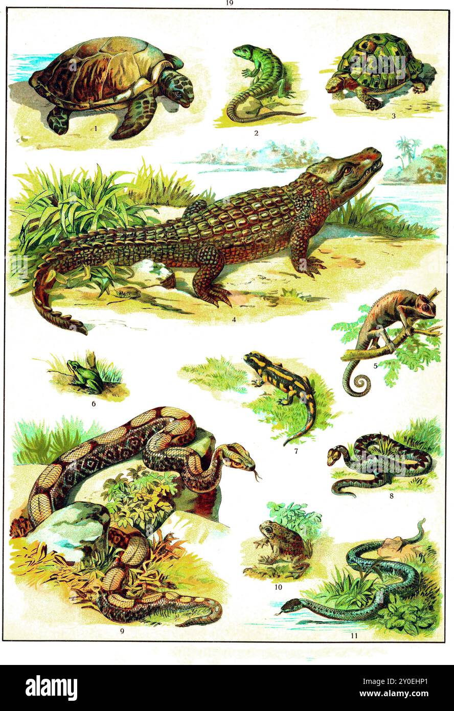 SNAKES, CROCODILES and LIZARDS　洋書　写真集 Reptiles - Crocodiles, Alligators, Lizards, Snakes, Turtles