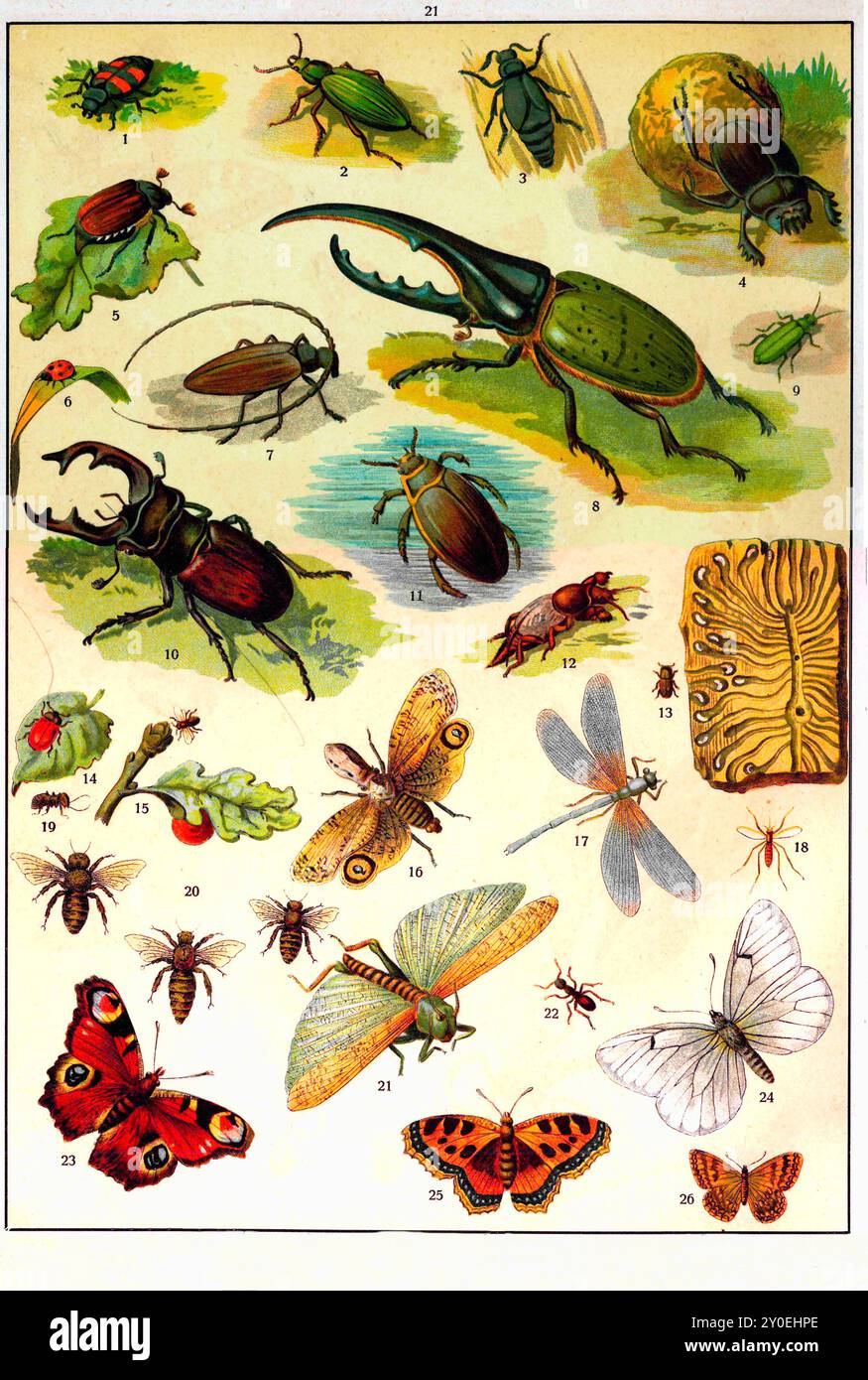Illustration of ladybird hi res stock photography and images Alamy