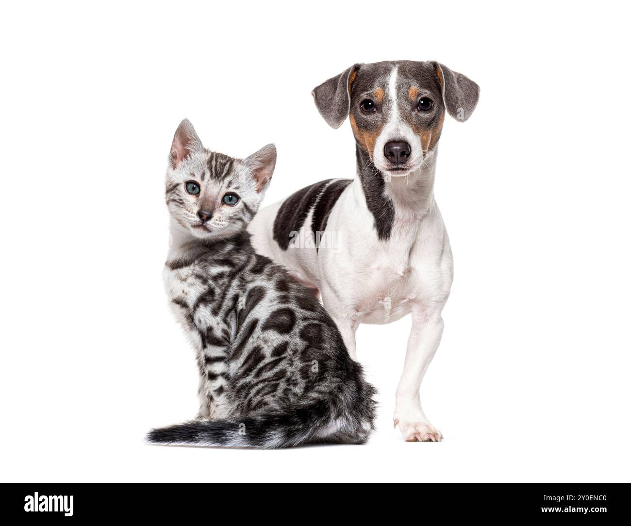Bengal cat kitten and a jack russell terrier standing side by side ...