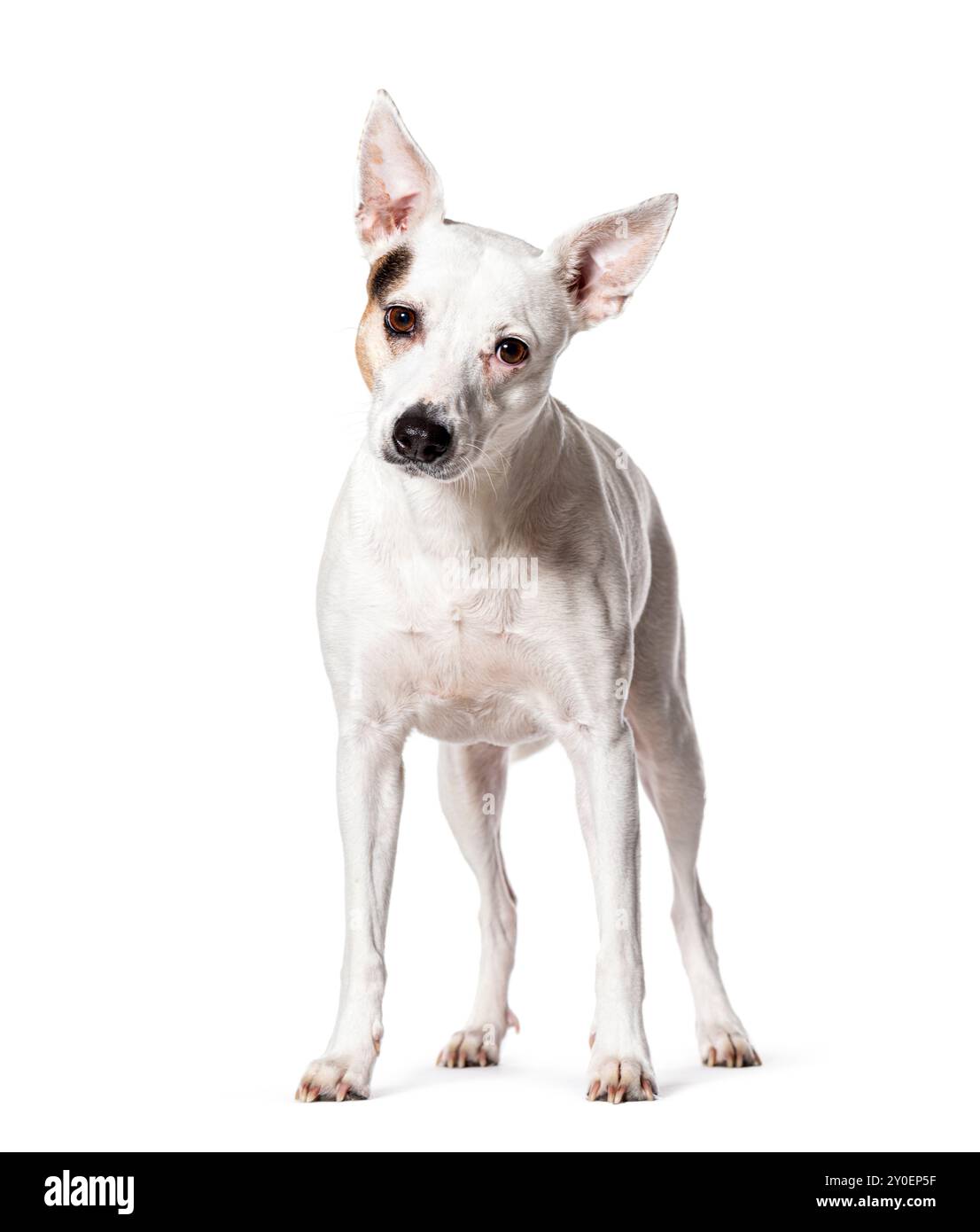 Mongrel dog, Isolated on white Stock Photo