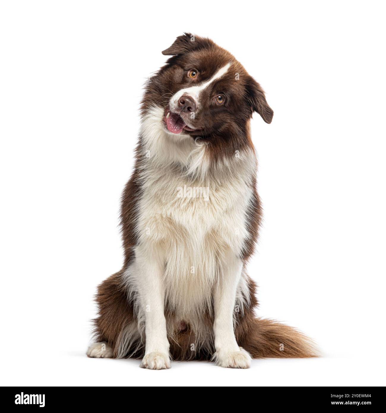 Border Collie looking at the camera, isolated on white Stock Photo