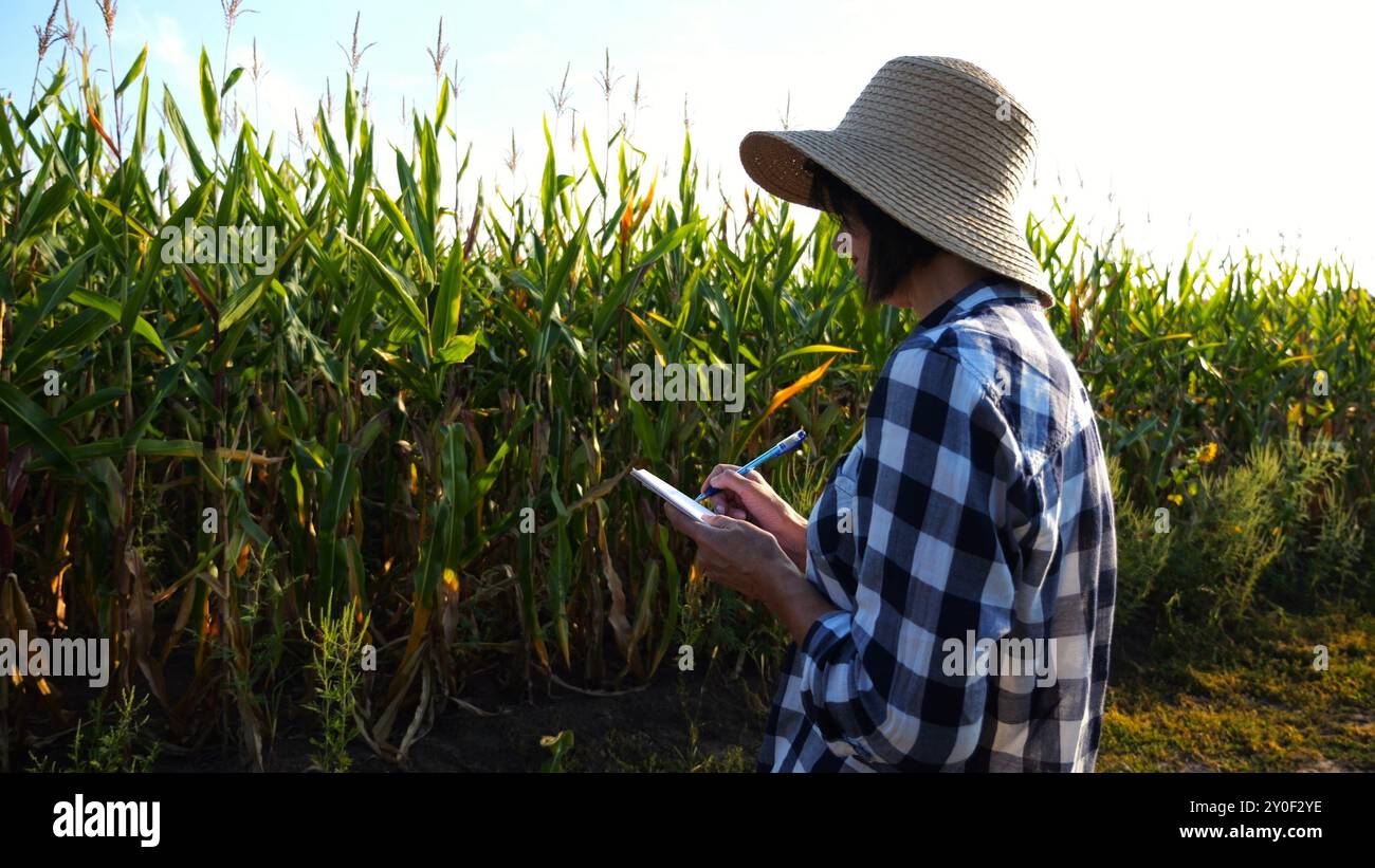 Corn Notepad Female agronomist looking the condition stalks of corn and writing data ...
