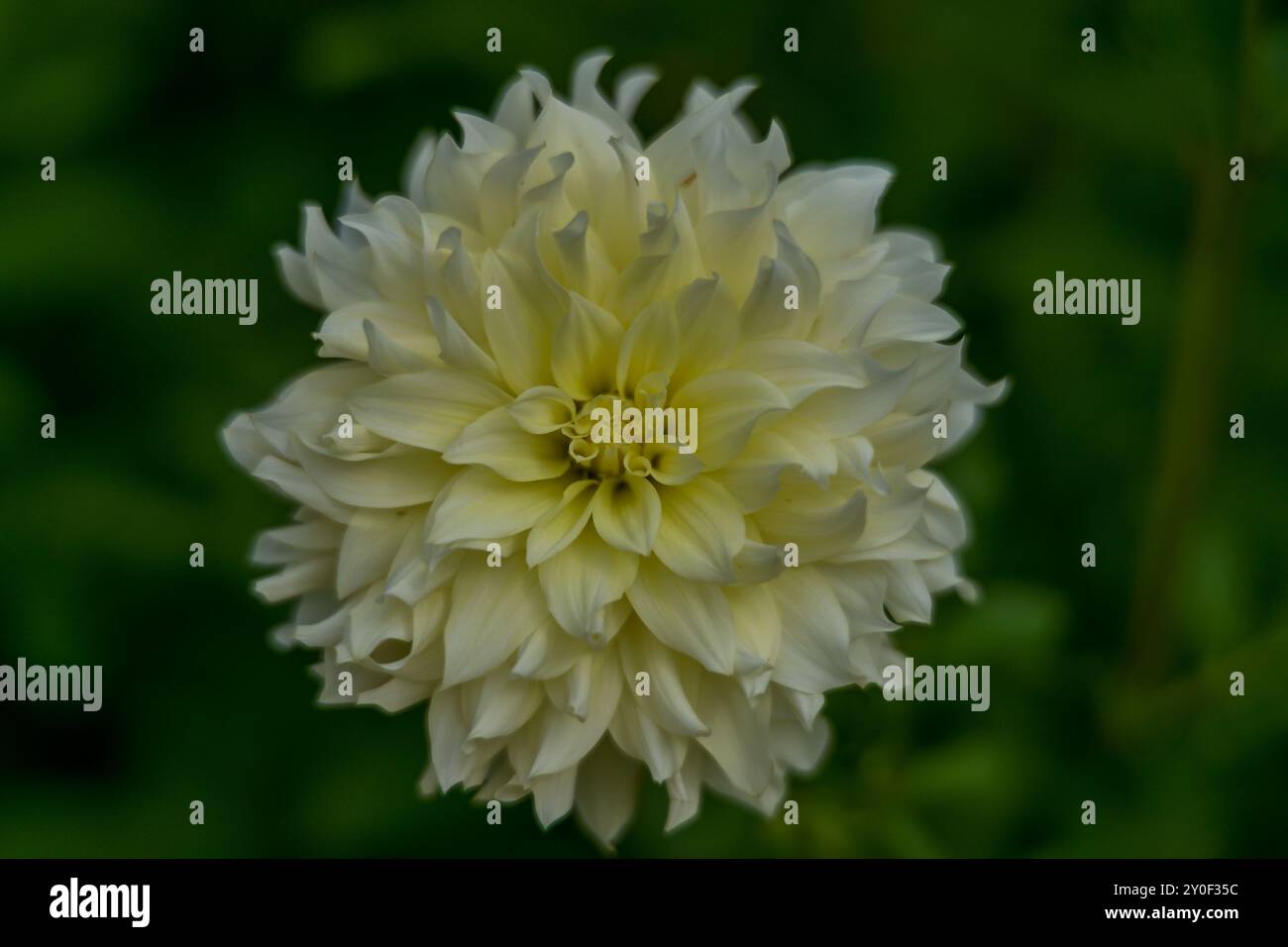 Lush colorful white dahlia flower close up Stock Photo