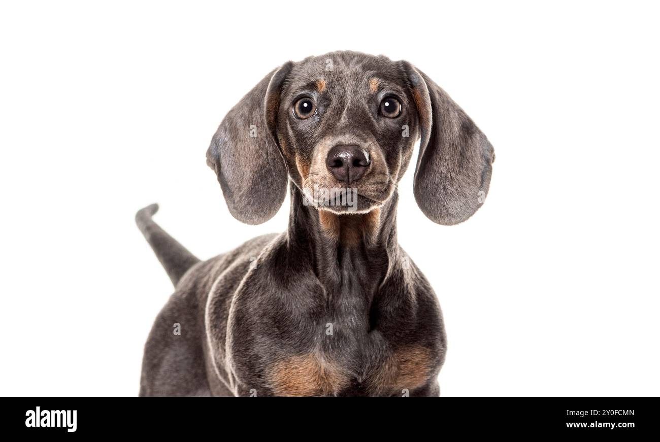 Head shot of a four months old Blue and tan dachshund puppy standing and looking curious on a white background Stock Photo