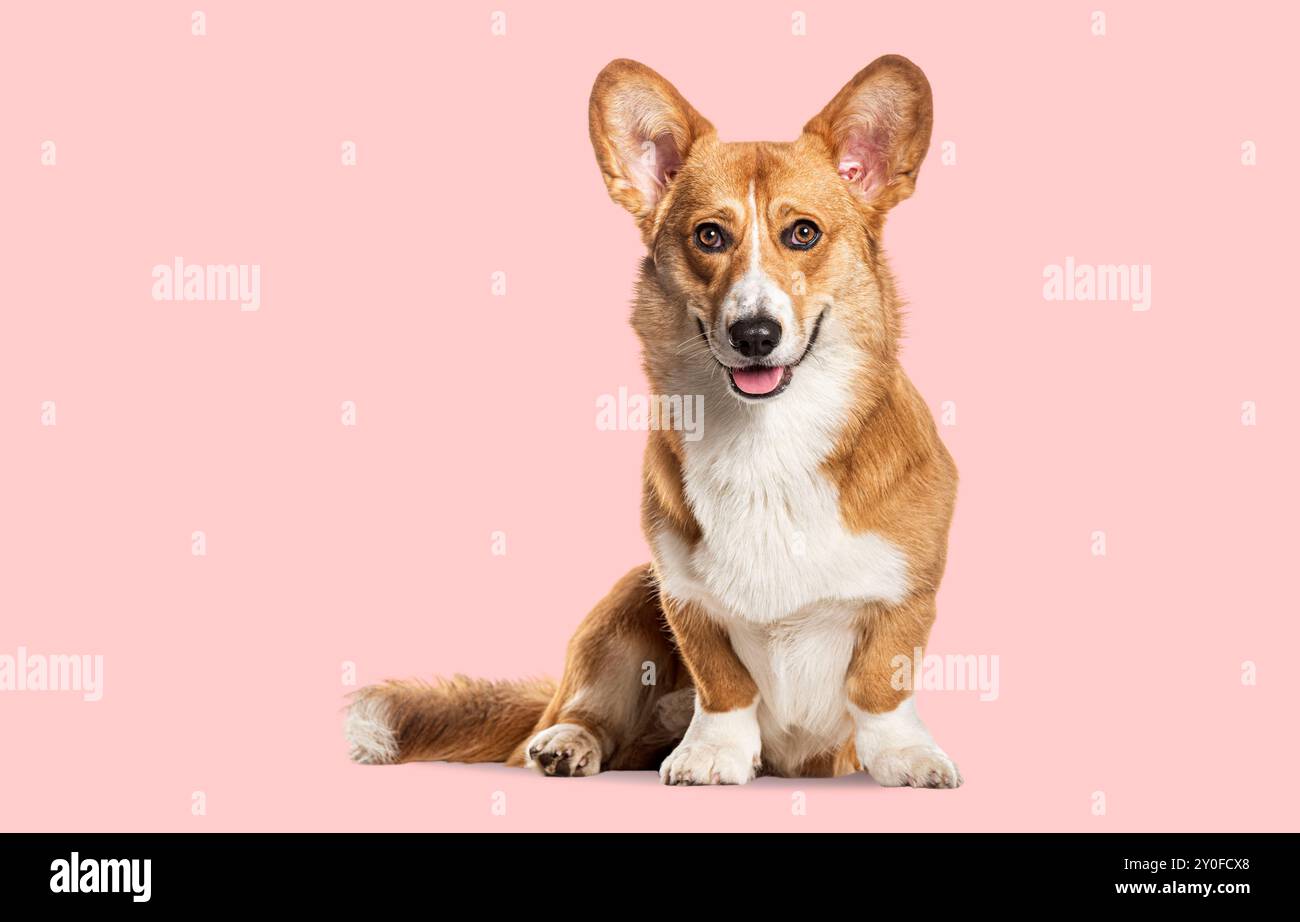Cheerful welsh corgi dog hi-res stock photography and images - Alamy