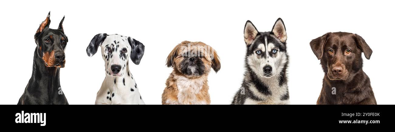 Portrait of five different breed dogs side by side, head shot in a row ...