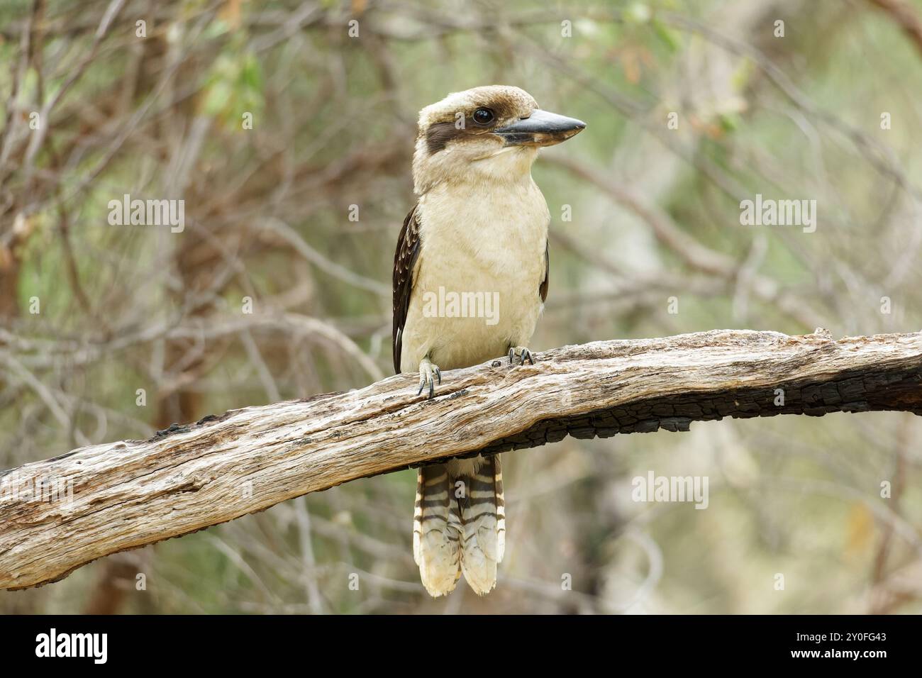Laughing Kookaburra sitting in tree Stock Photo