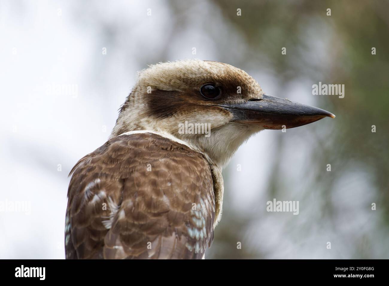 Laughing Kookaburra sitting in tree Stock Photo
