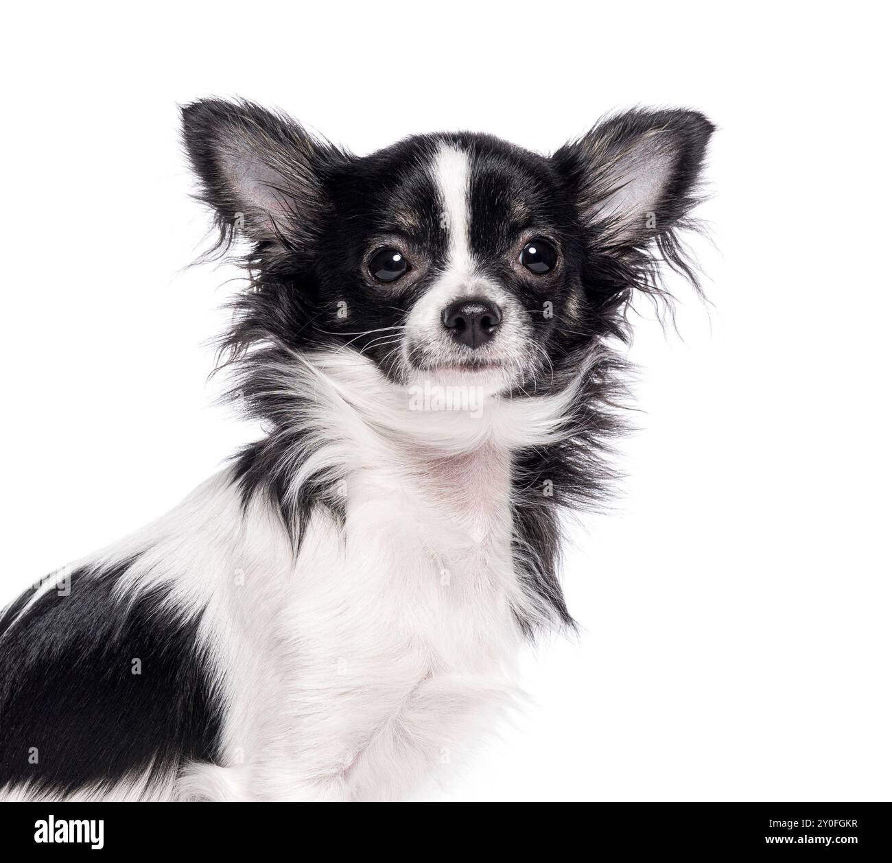 Head shot of a Bicolor black and white young Chihuahua ears up, isolated on white Stock Photo