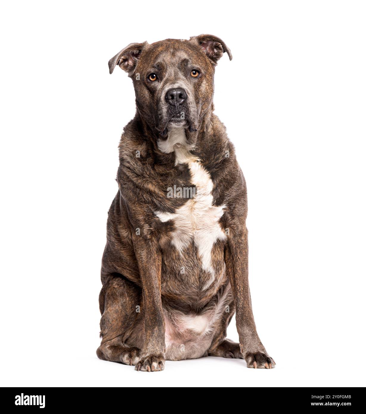 Large brindle dog sitting and looking at the camera, isolated on white Stock Photo