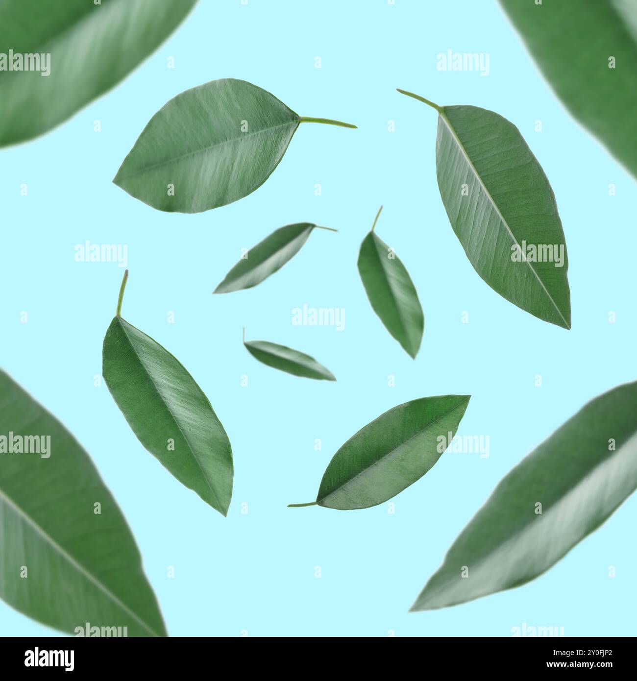 Green leaves whirling on light blue background, selective focus Stock Photo
