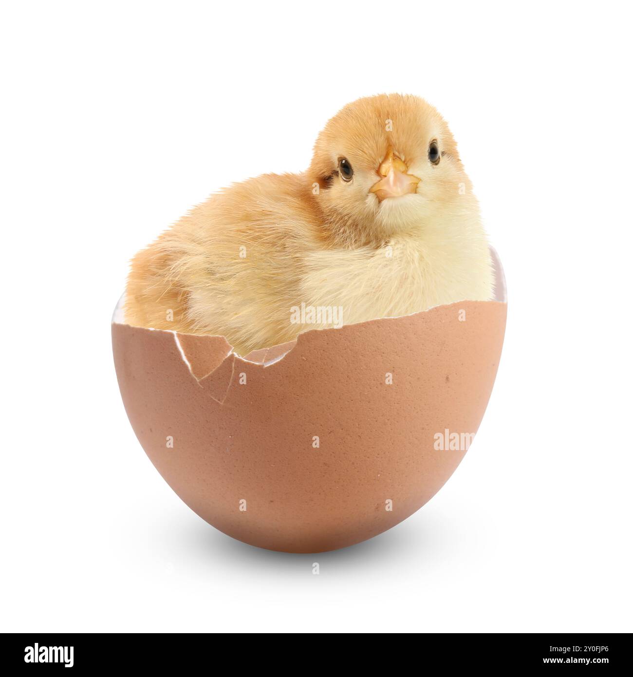 Little baby chick hatching from its egg Cut Out Stock Images & Pictures ...