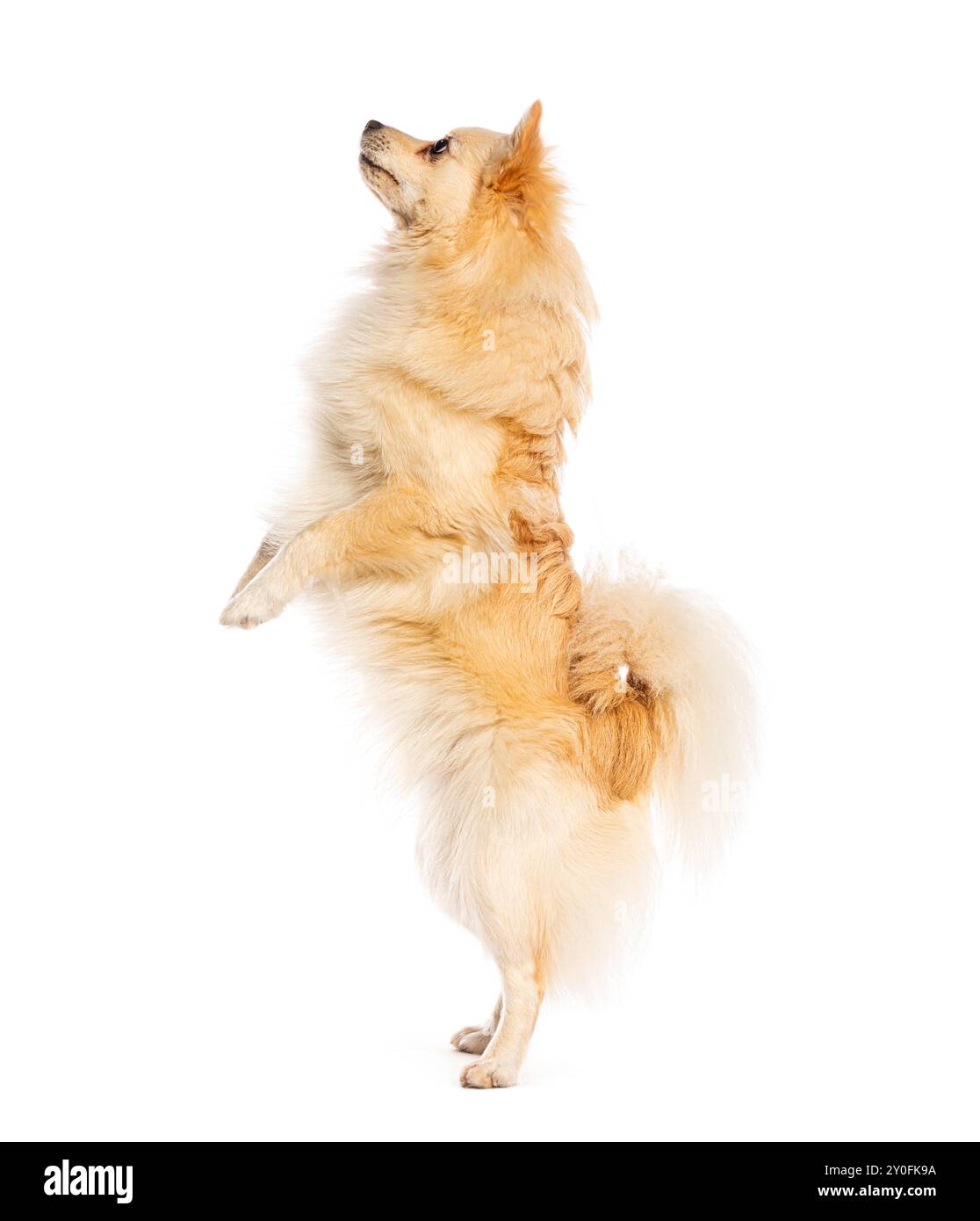 Spitz dog standing on two legs on a white background Stock Photo