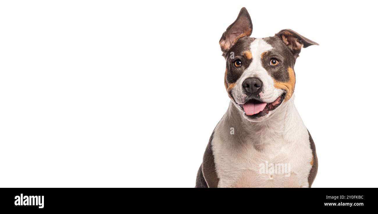 Head shot of a Happy american staffordshire bull terrier dog smiling, panting, with one ear up on white background Stock Photo