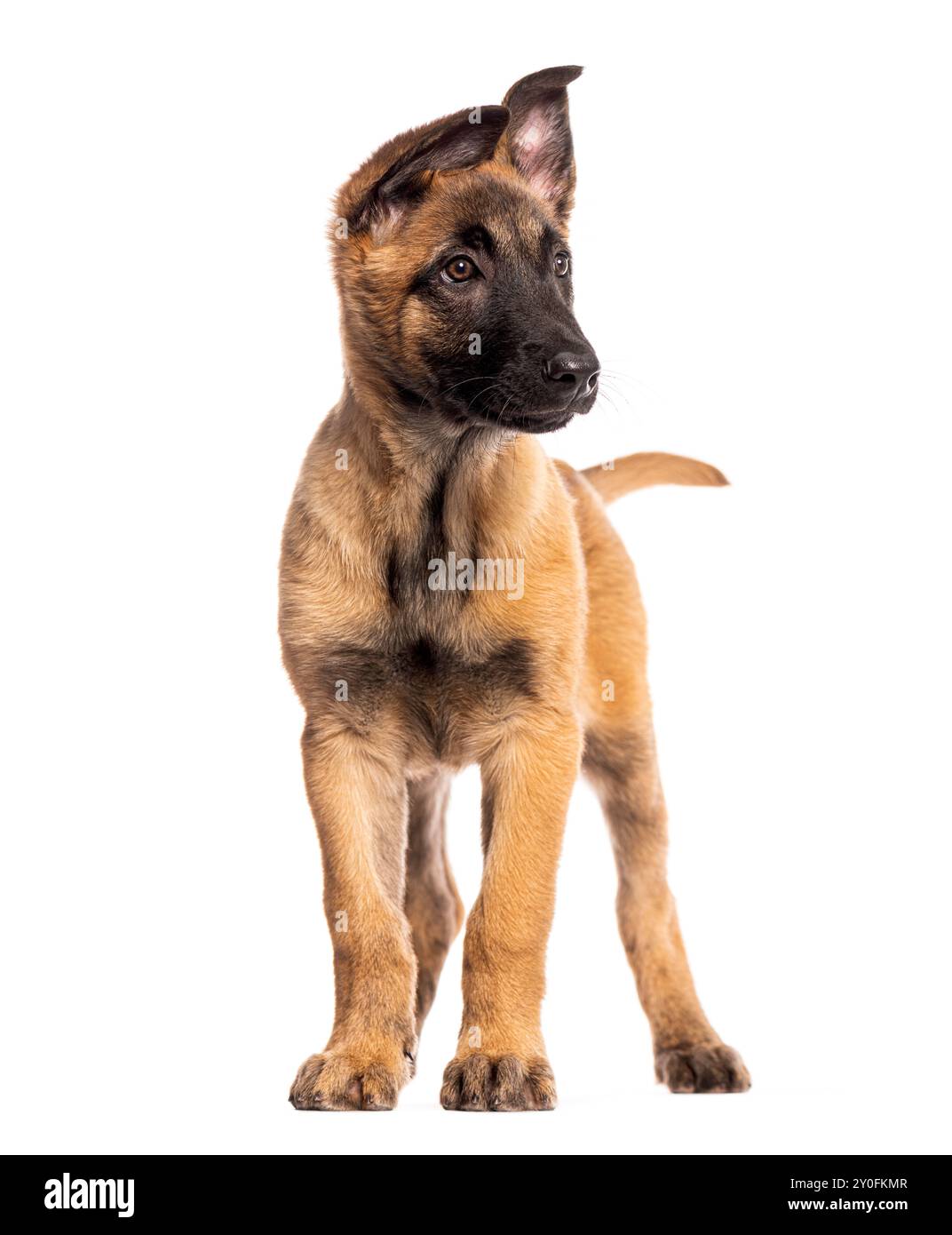 Puppy malinois Cut Out Stock Images Pictures Alamy