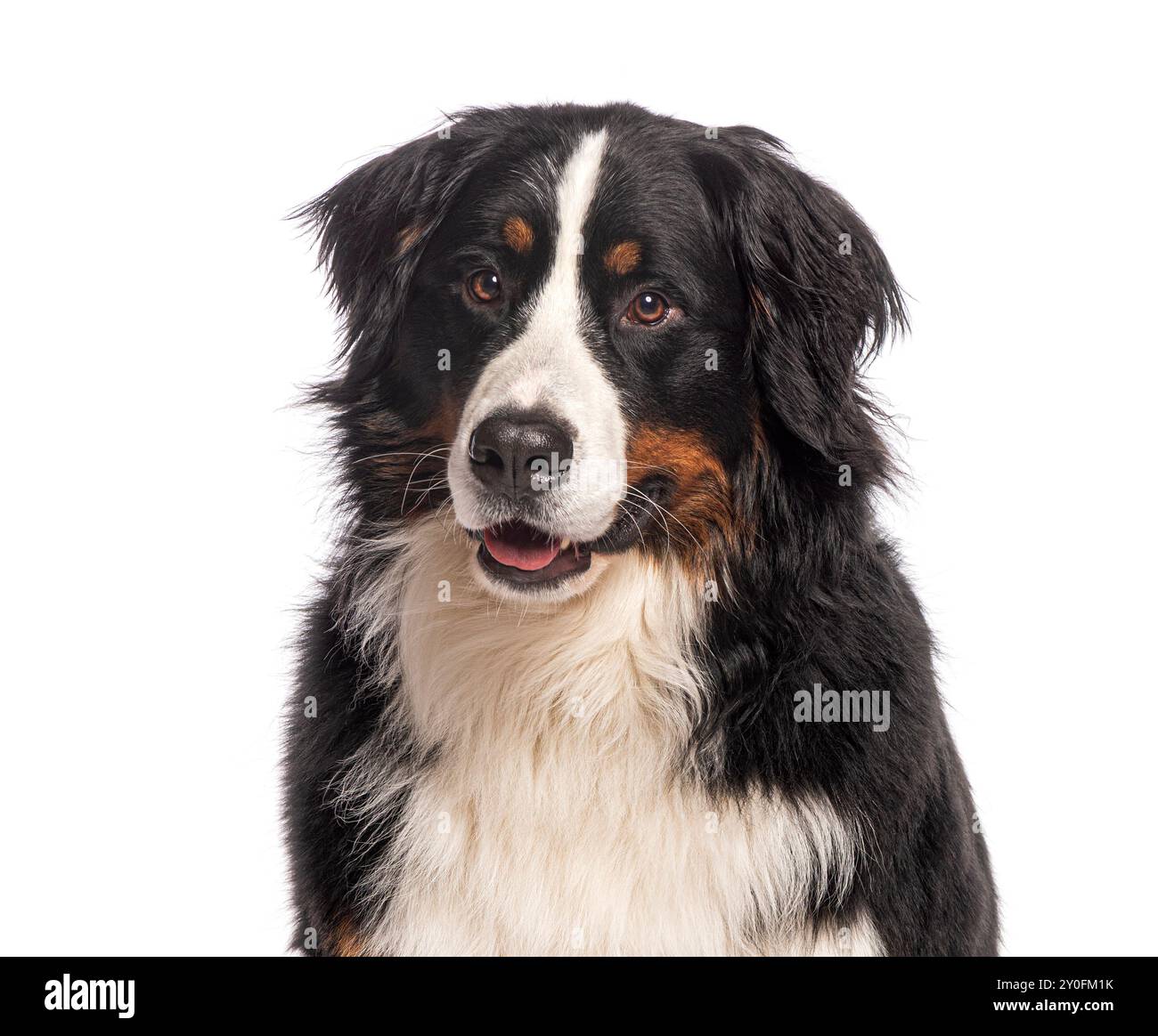 Bernese mountain dog panting and sitting on a white background Stock Photo - Alamy