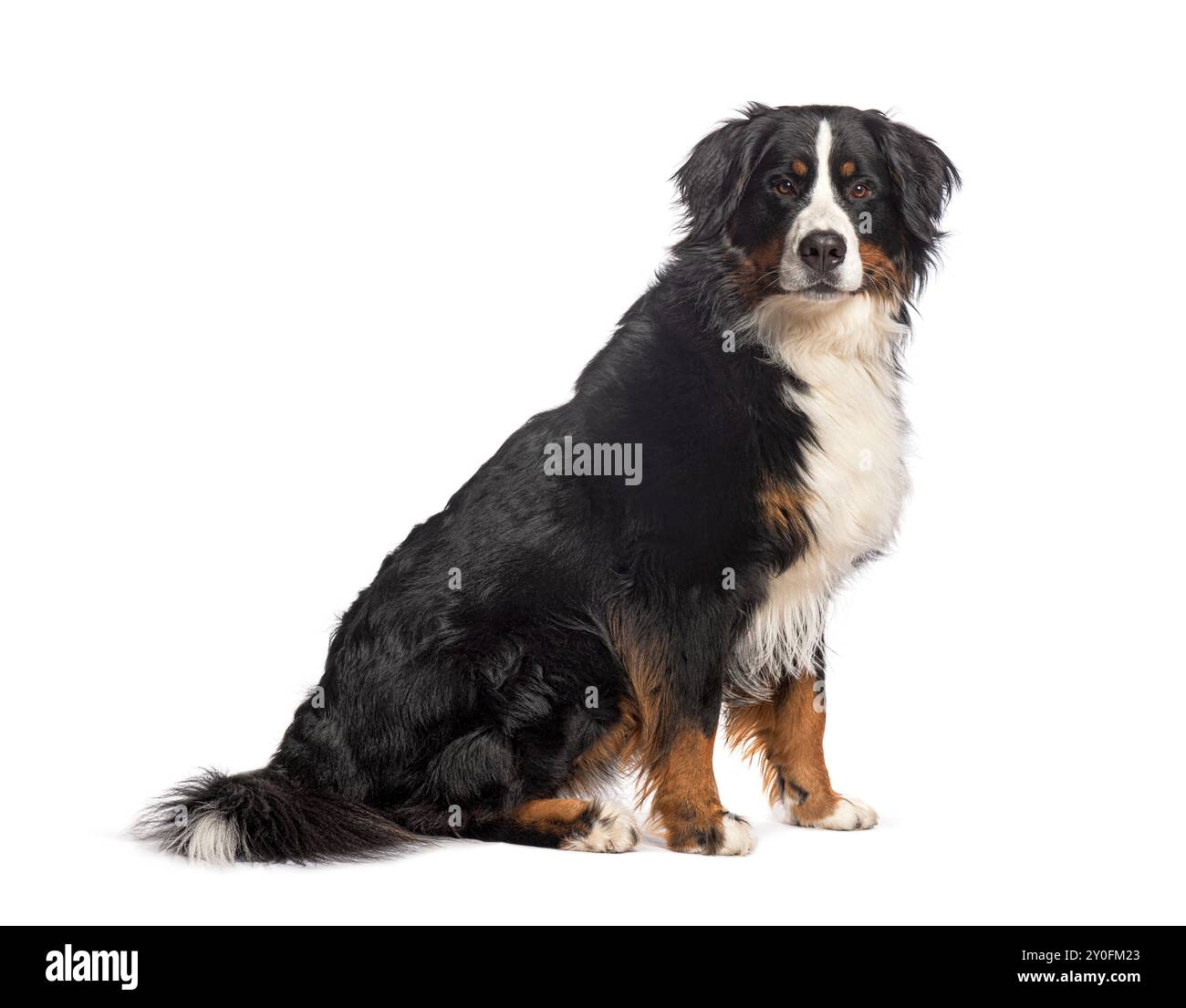 Bernese mountain dog sitting and looking away on white background Stock ...