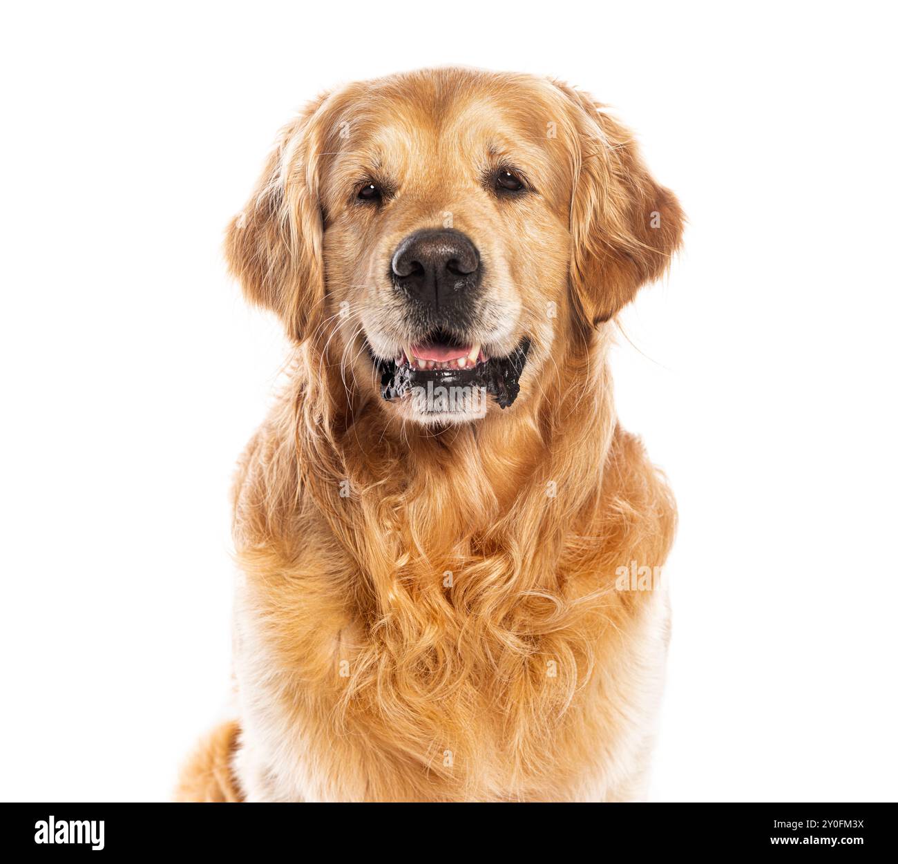 Happy golden retriever dog panting, looking at camera and posing for pet photography session, isolated on white Stock Photo