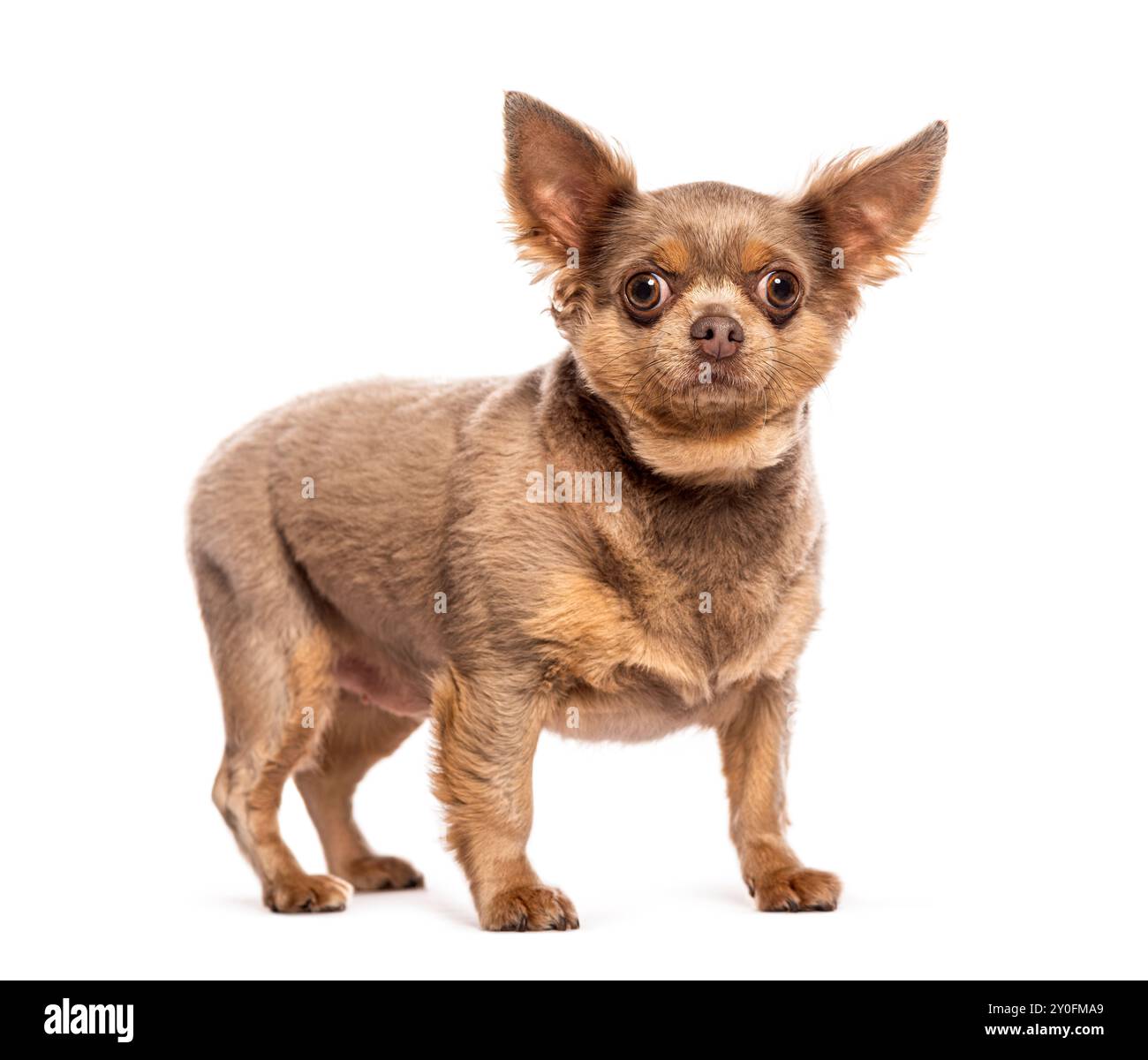 Brown Short Haired Chihuahua Standing On A White Background Stock Photo Brown Short Haired Chihuahua Standing On A White Background Stock Photo