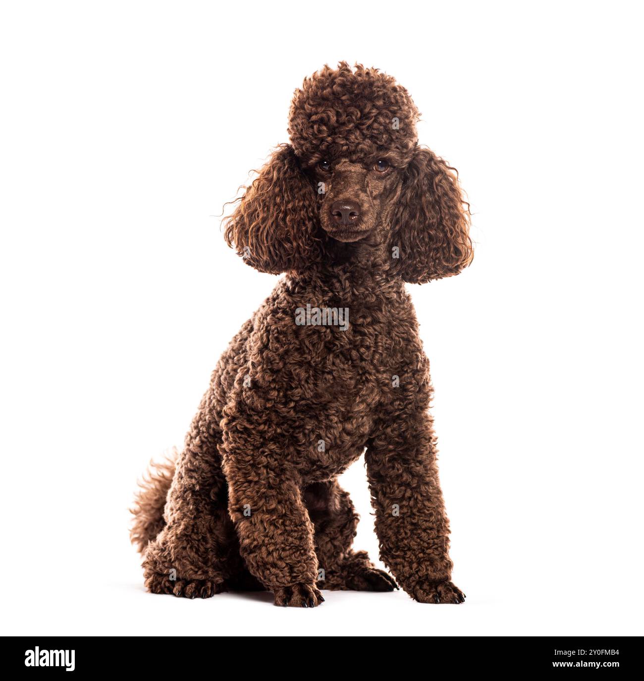 Brown poodle sitting and looking at camera Stock Photo