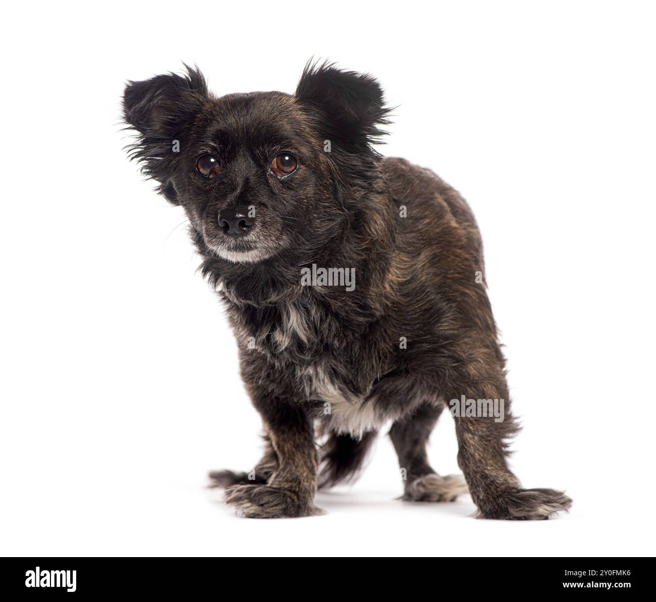 Crossbreed dog standing and looking curious on white background Stock ...