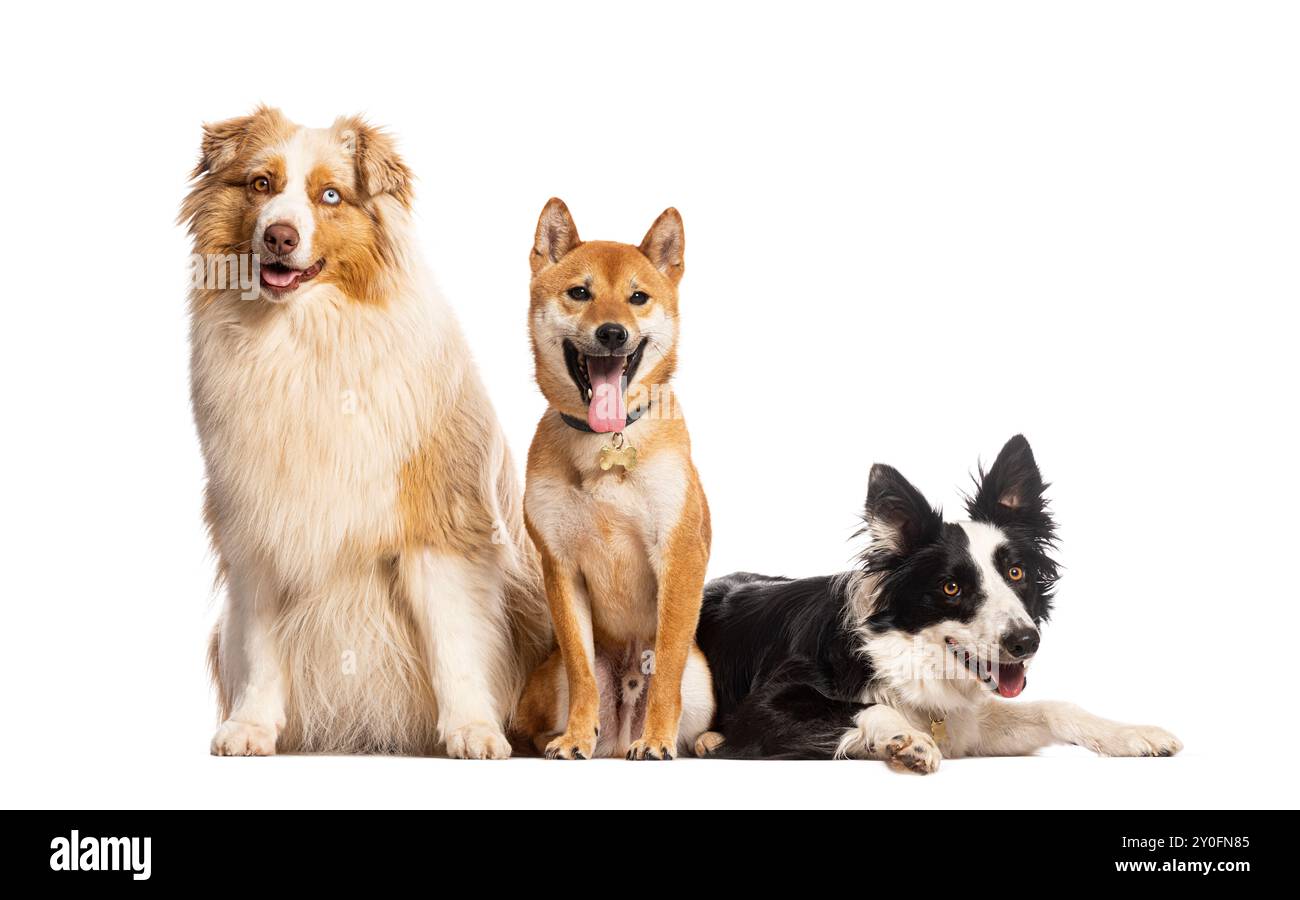 Australian shepherd lying on floor Cut Out Stock Images & Pictures - Alamy