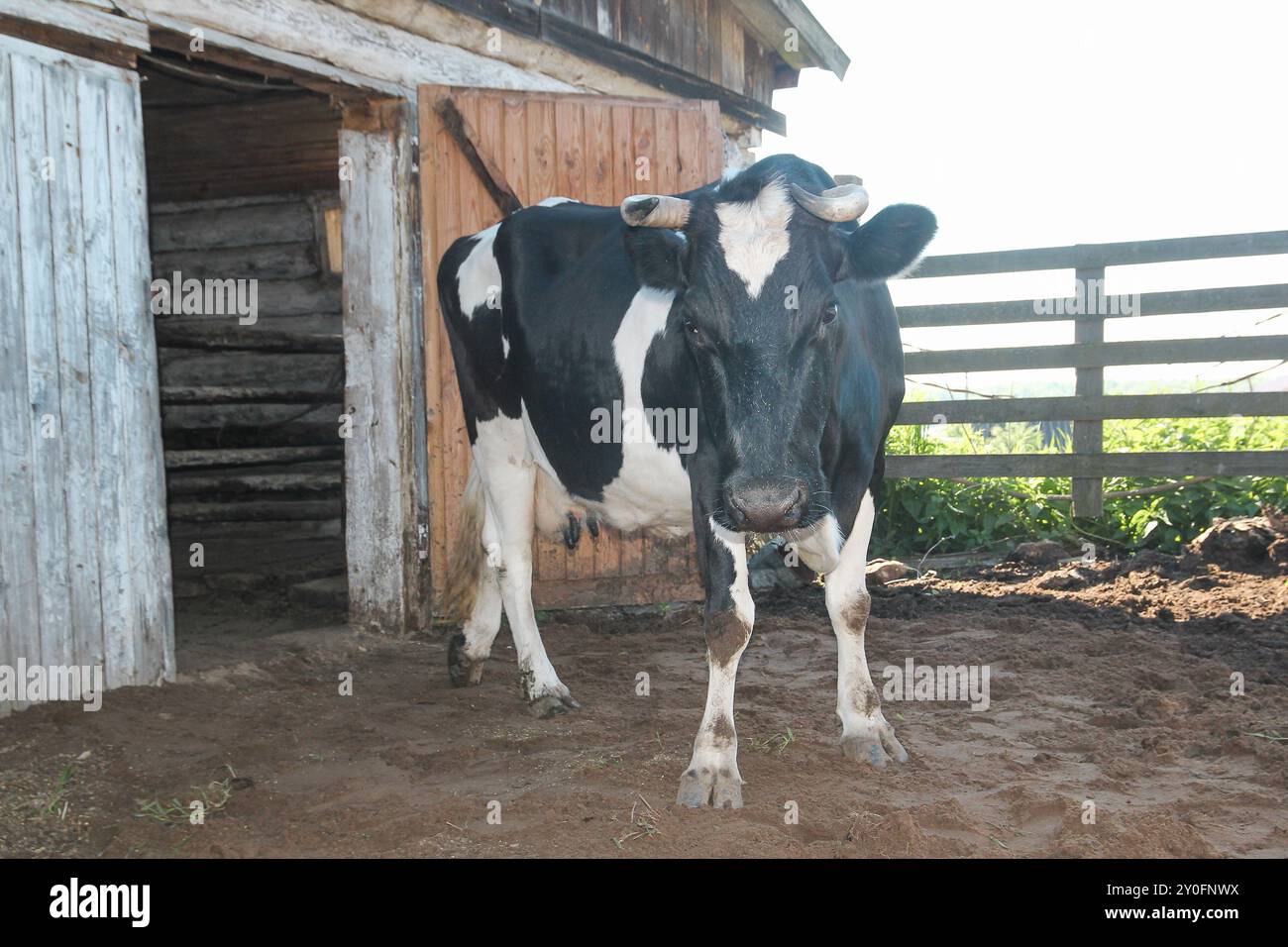 Portrait of cow in the farm Stock Photo - Alamy
