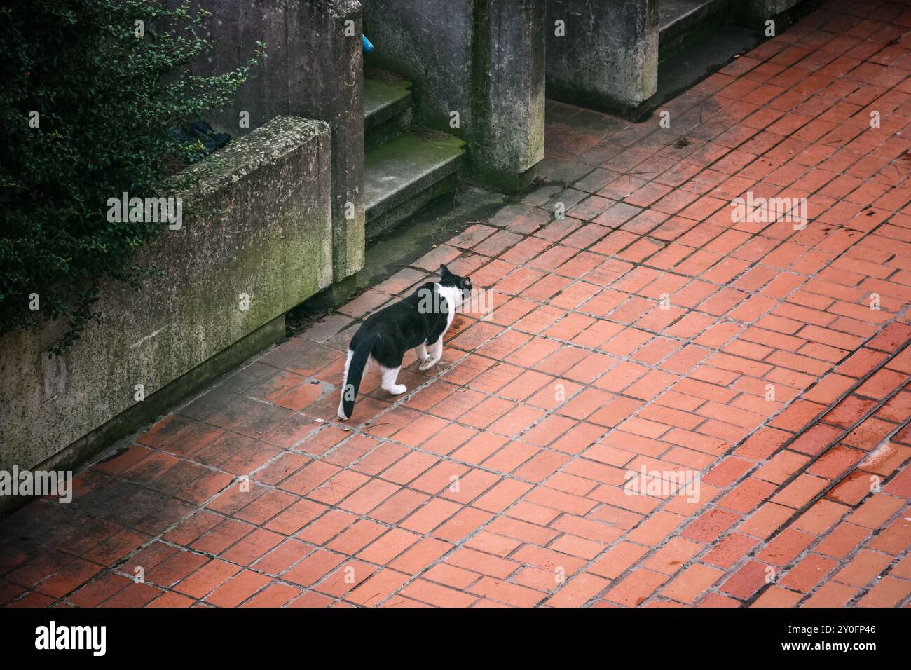A black and white cat walking on a red tiled street in London Stock ...