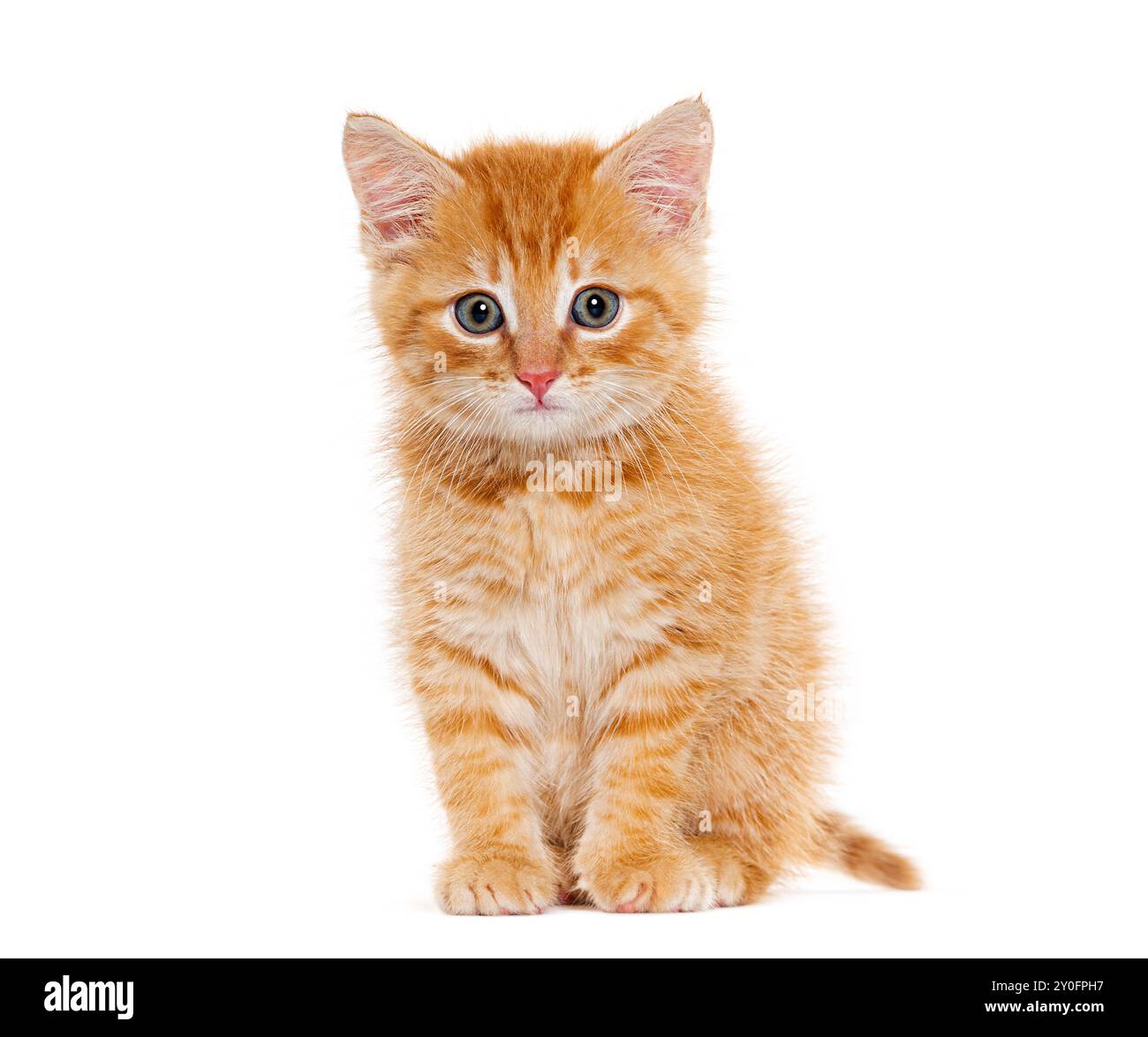 Ginger kitten three weeks old, isolated on white Stock Photo