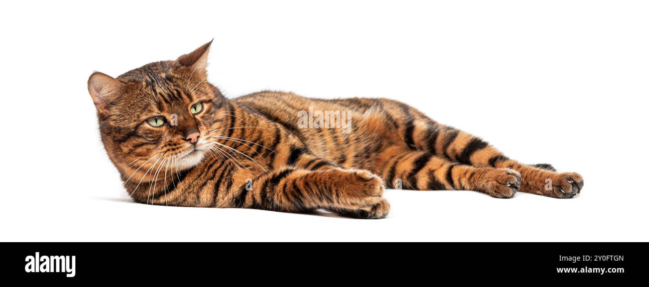Toyger cat lying down on white background looking away Stock Photo