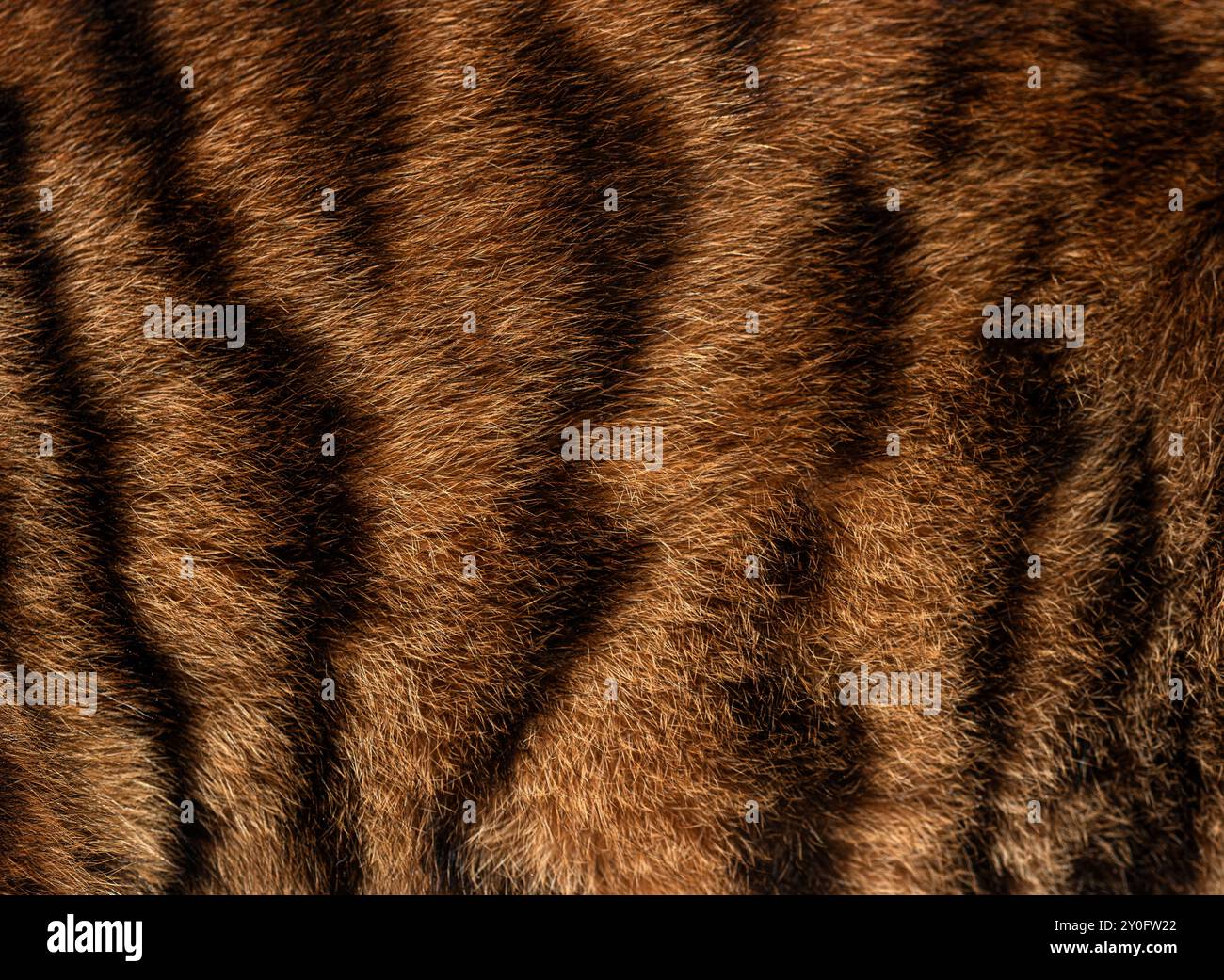 Showing the texture hi-res stock photography and images - Alamy