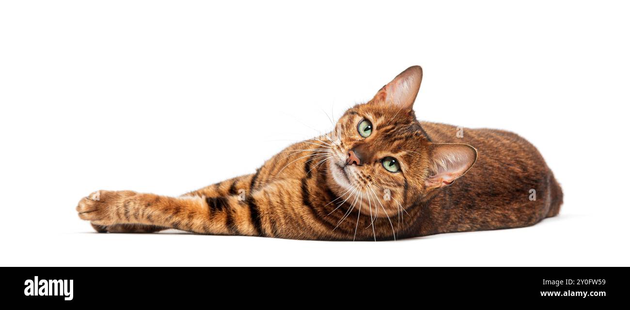 Toyger cat lying down on white background looking up Stock Photo