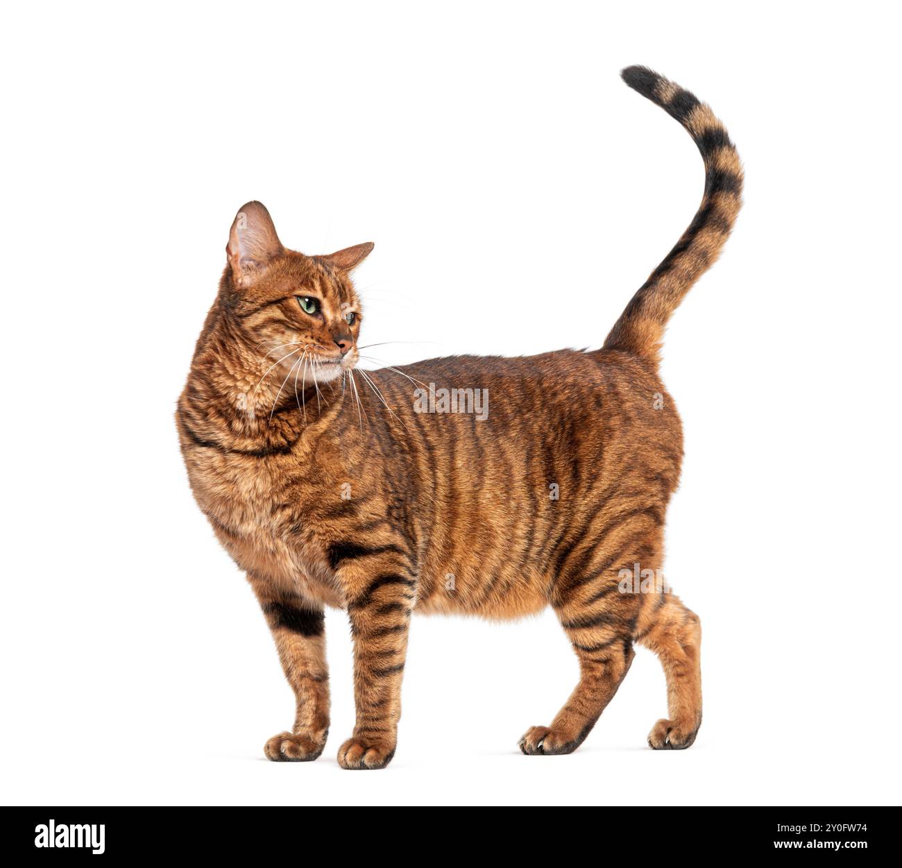 Side view of a Toyger cat with brown tabby fur standing and