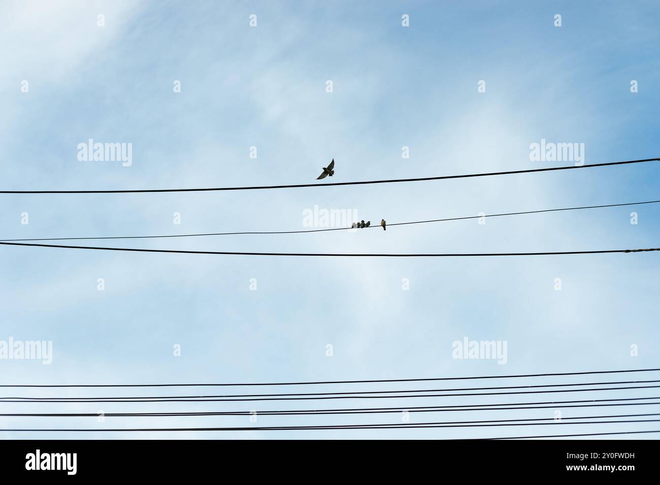 Electric poles and power lines with blue sky Stock Photo - Alamy