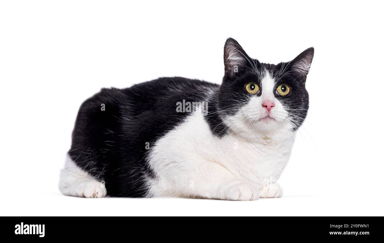 Black and white cat lying down and looking up from the camera on a ...