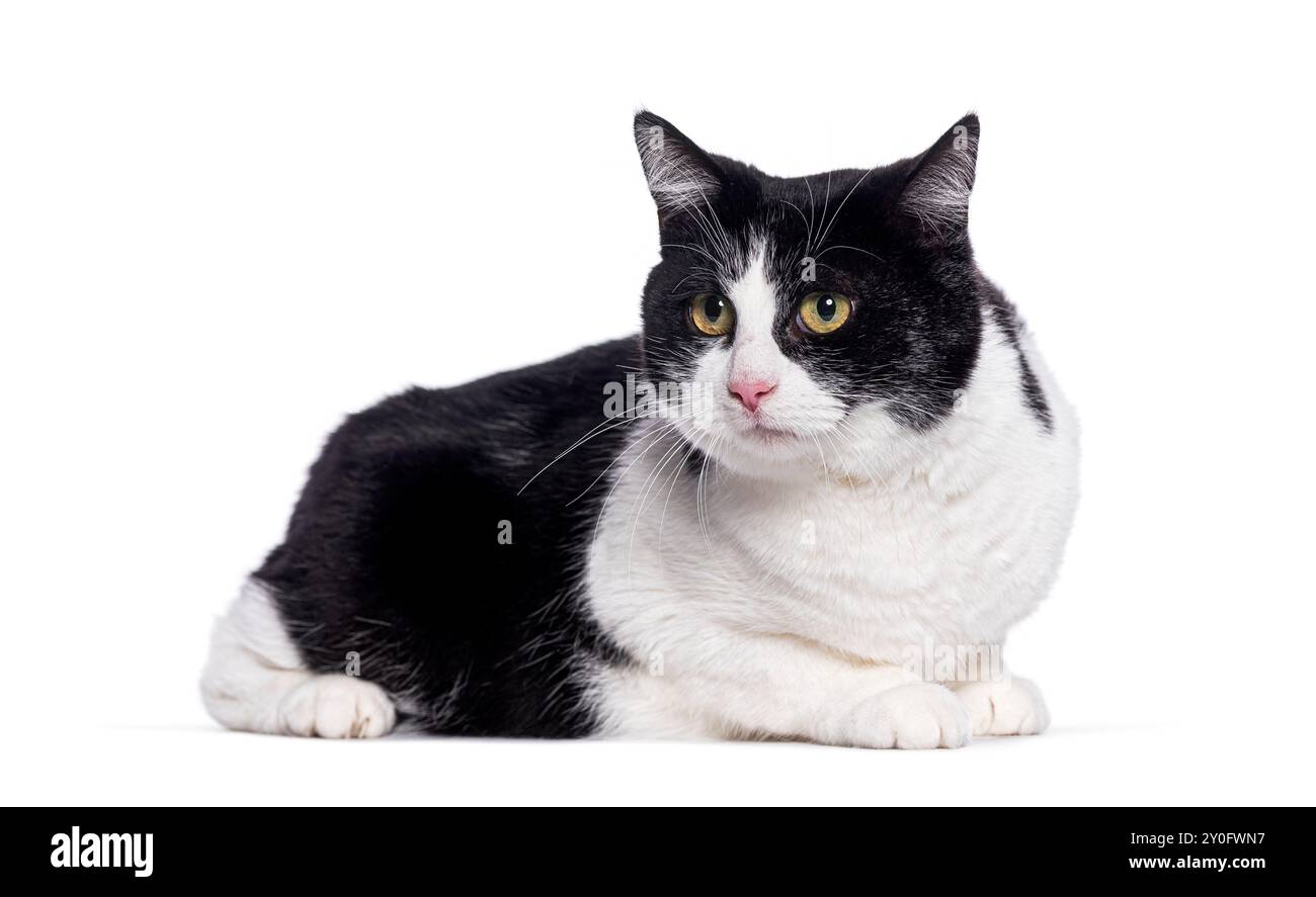 Black and white cat lying down and looking away from the camera on a ...