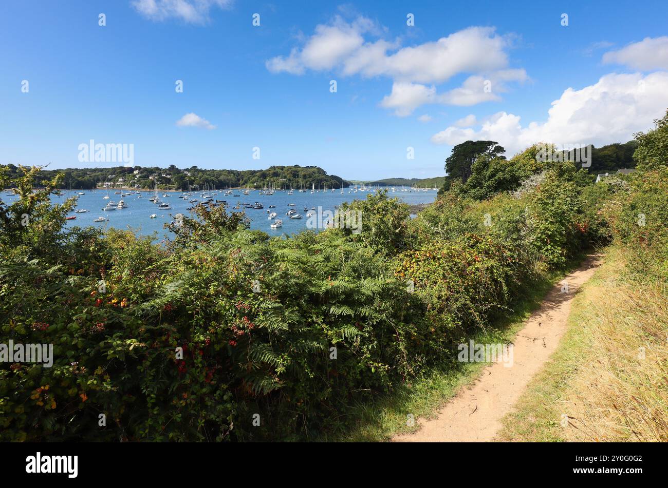 South West Coast Path alongside Helford River, Cornwall, UK Stock Photo