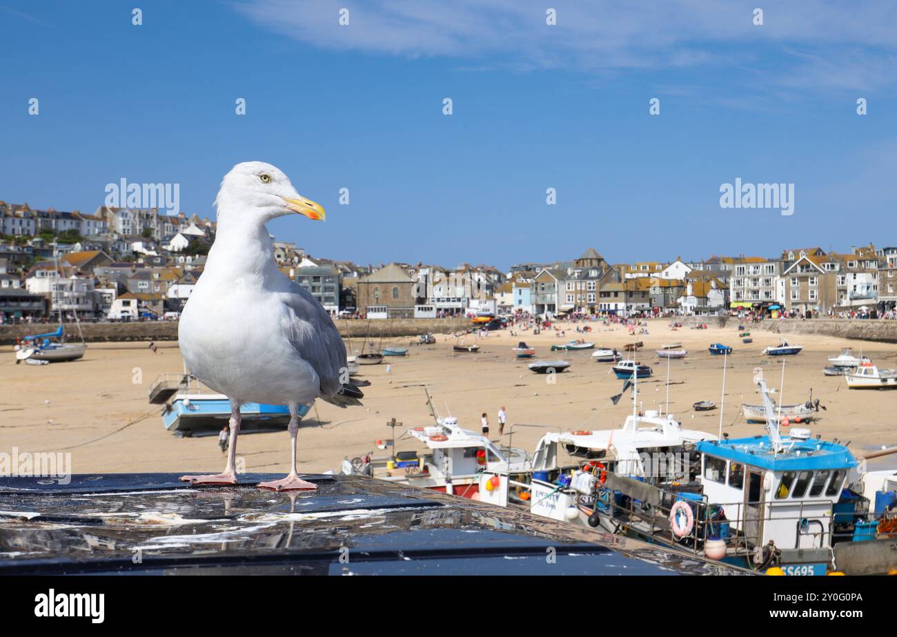 Seagull at St Ive's Cornwall, UK Stock Photo