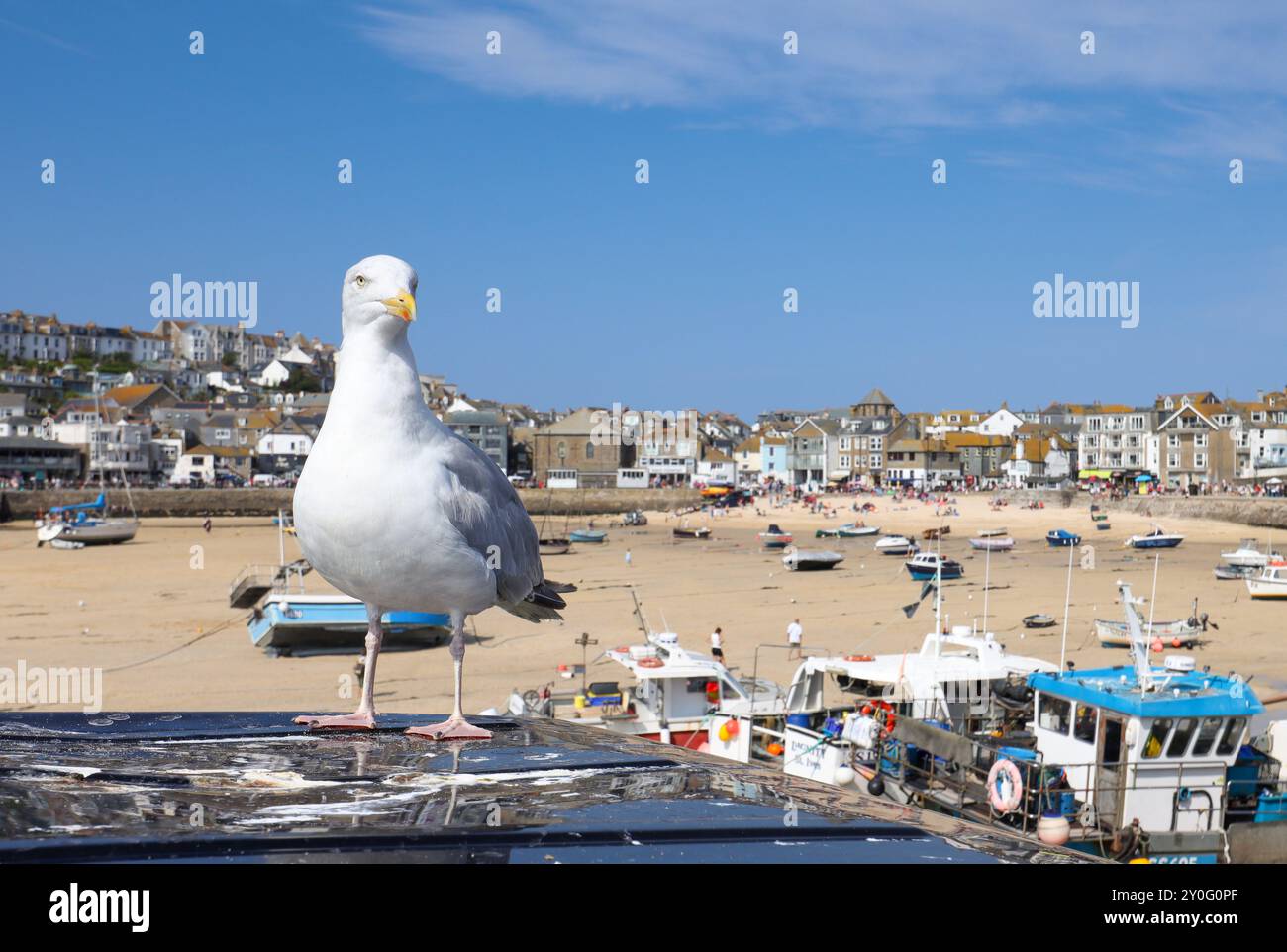 Seagull at St Ive's Cornwall, UK Stock Photo