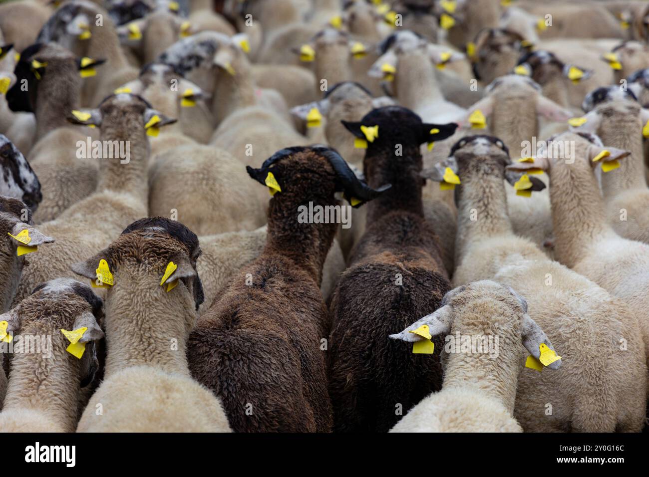 Sheep flock at Sant Gil Festivity. Vall de Núria (Pyrenees), El Ripollès, Girona, Catalonia, Spain, Europe. Stock Photo