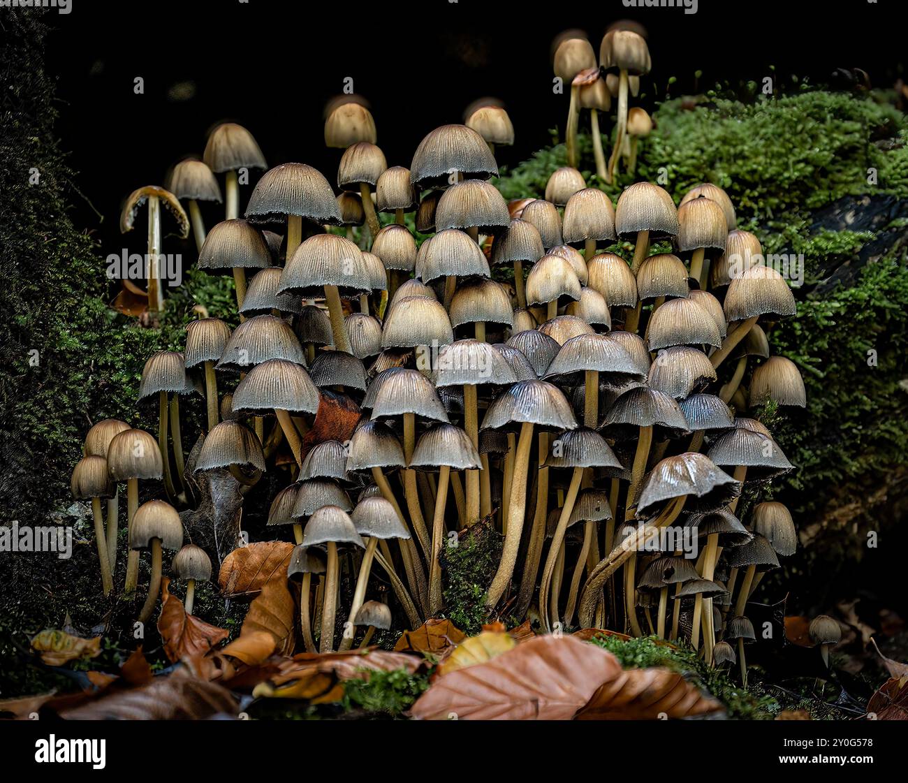 Fungi growing in a natural setting in British woodland. Stock Photo
