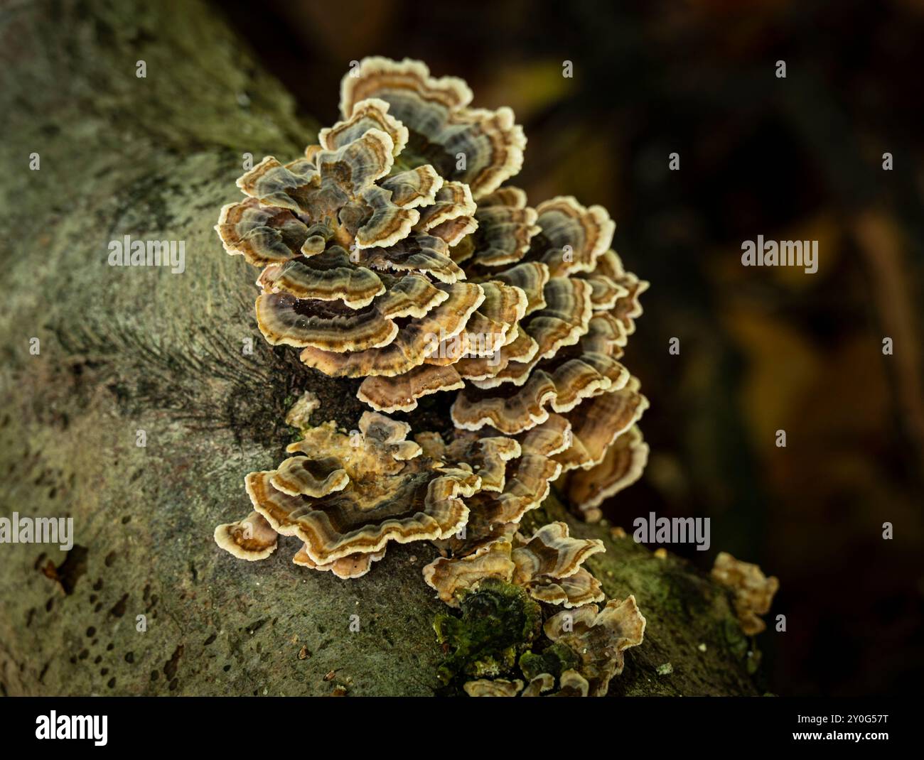 Fungi growing in a natural setting in British woodland. Stock Photo