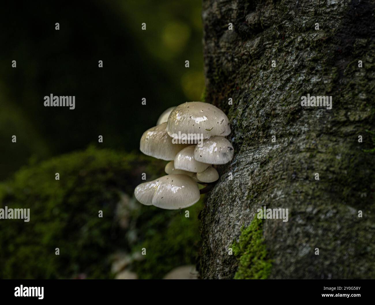 Fungi growing in a natural setting in British woodland. Stock Photo
