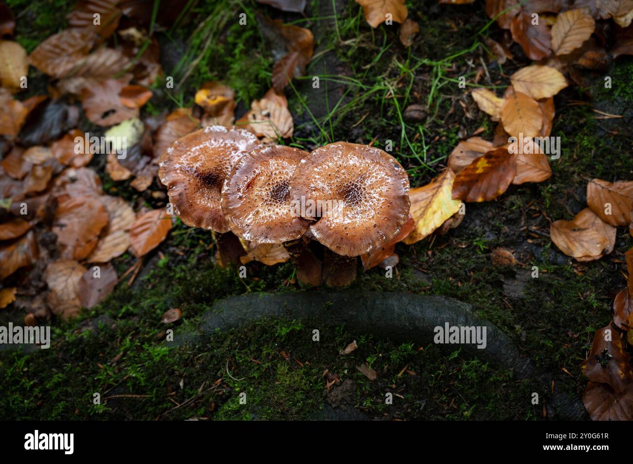Fungi growing in British woodland Stock Photo