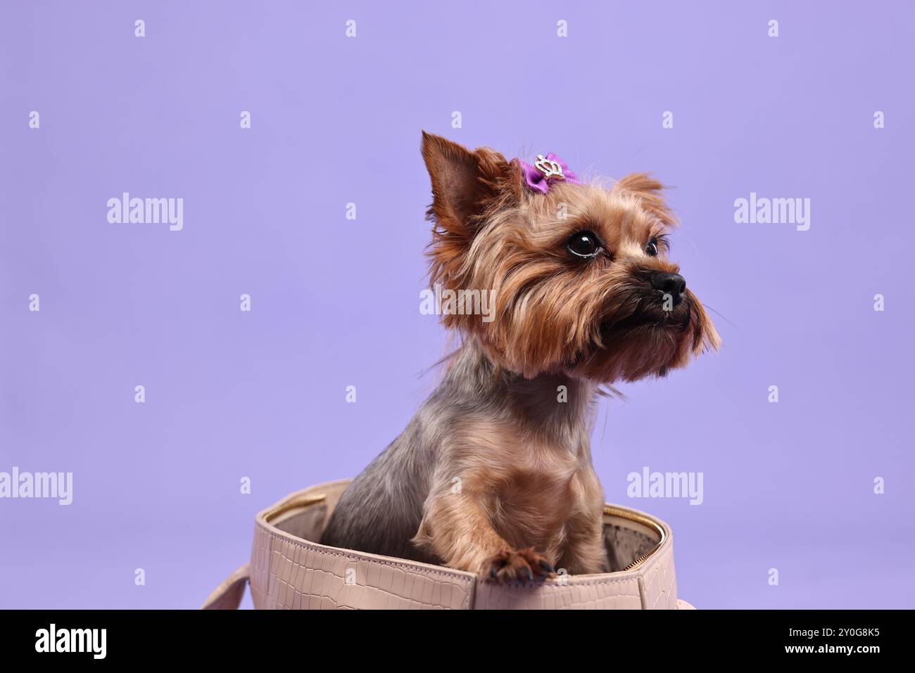 Yorkshire Terrier Puppy In Briefcase Fan Pull Chain - Cute Dog Themed Ceiling Fan Accessory