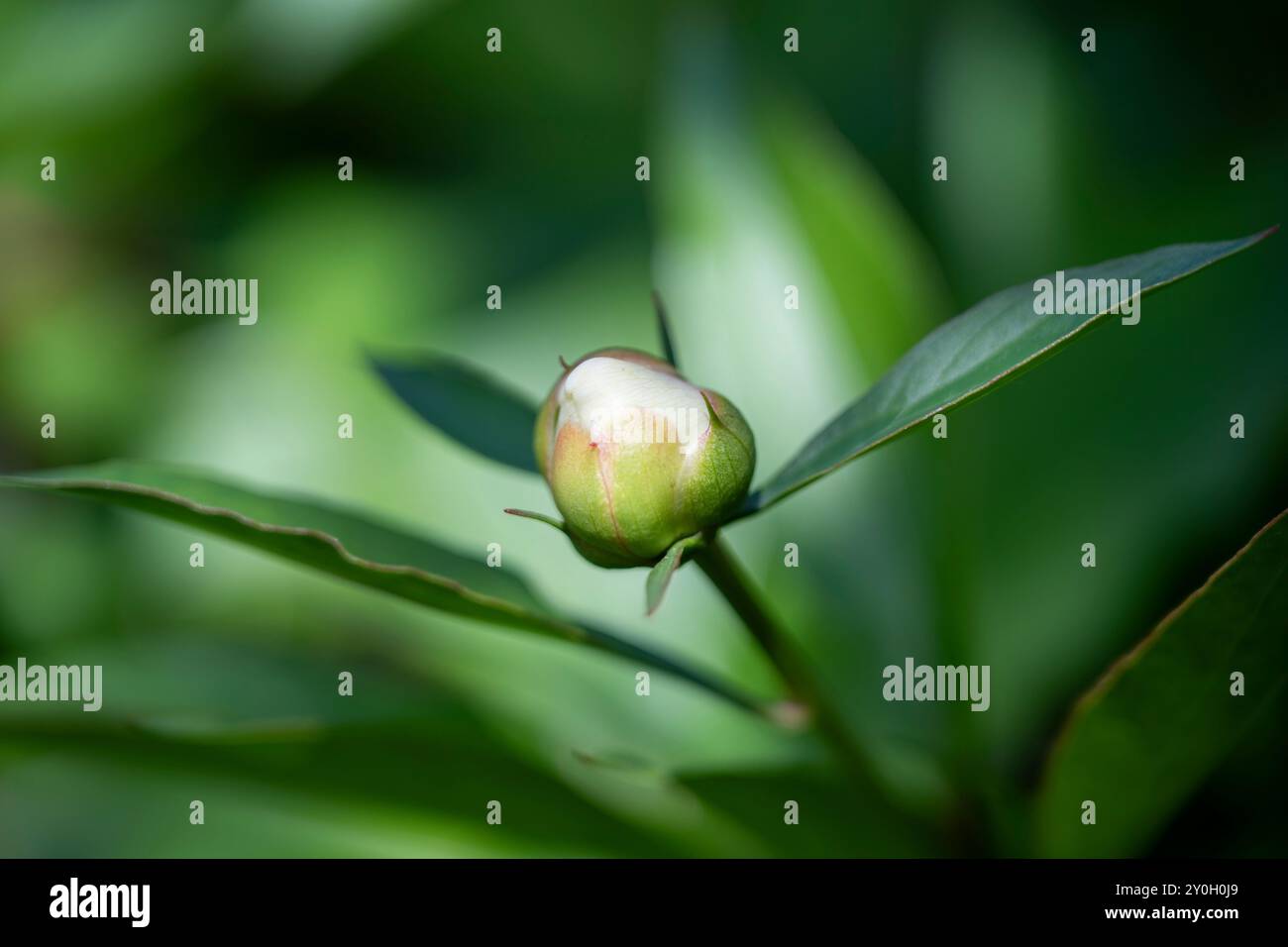Peony bud on a green background. Stock Photo