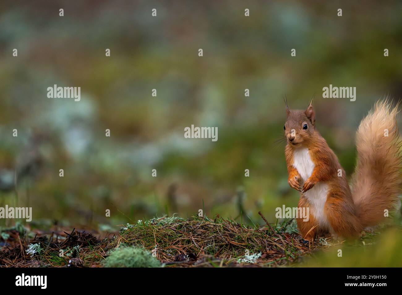 Red Squirrel stood on the forest floor watching Stock Photo