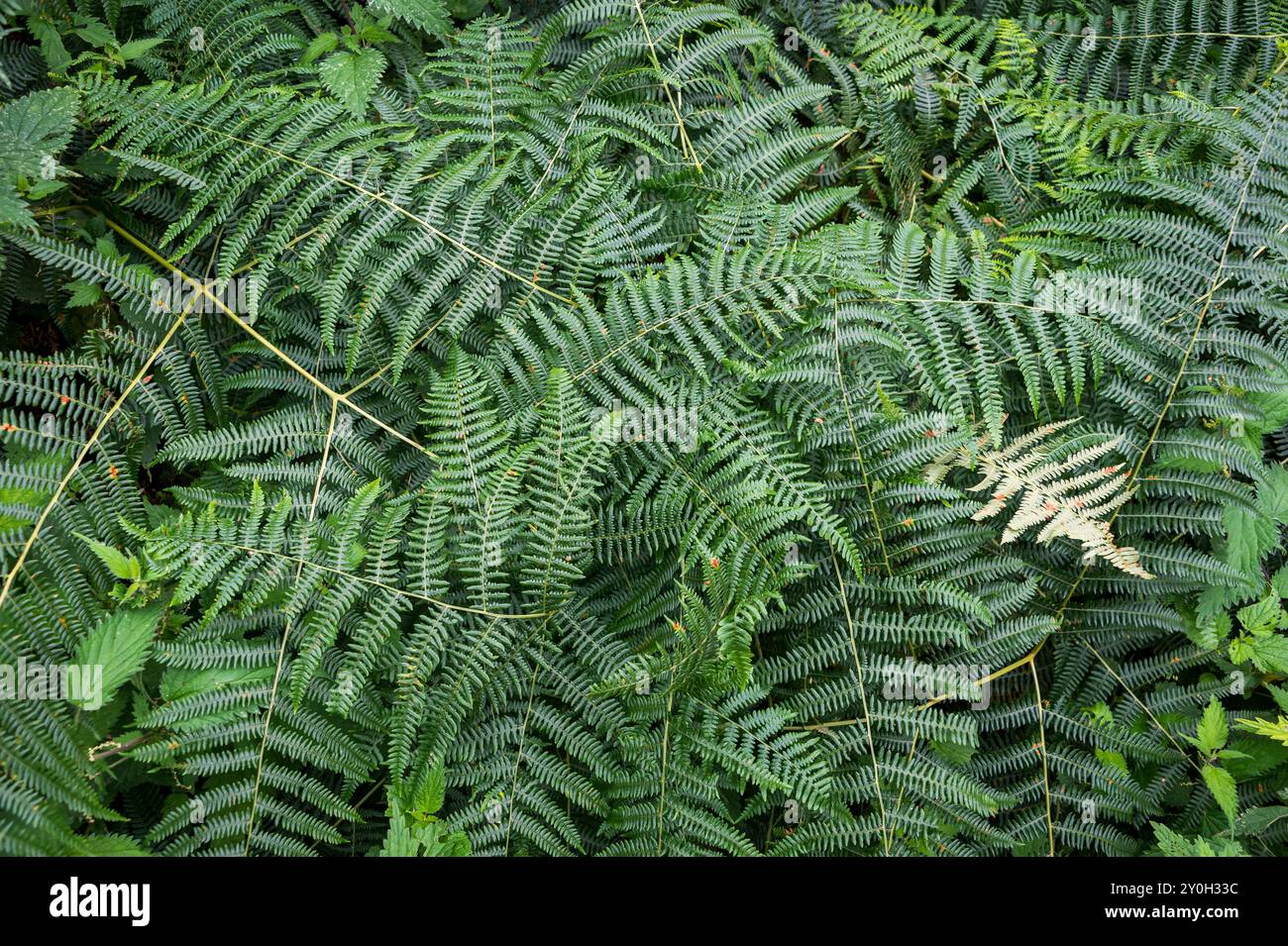 Fern texture hi-res stock photography and images - Alamy